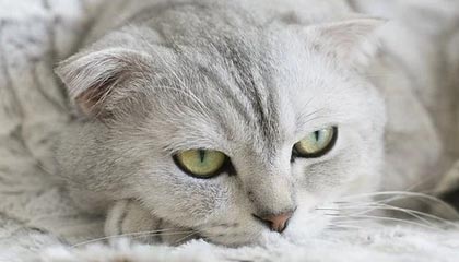 嘉兴最新的高价找中介取公积金违法吗方法分享(嘉兴中介取公积金怎么收费教程)